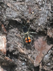 Traumatomutilla quadrinotata