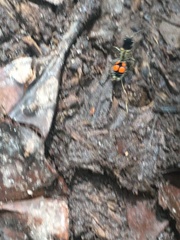 Traumatomutilla quadrinotata