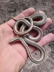 Philodryas psammophidea