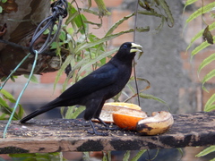 Cacicus haemorrhous