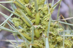 Aciphylla squarrosa squarrosa