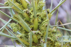 Aciphylla squarrosa squarrosa