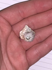 Chthamalus stellatus