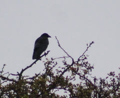 Corvus corone