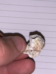 Chthamalus stellatus