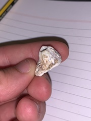 Chthamalus stellatus