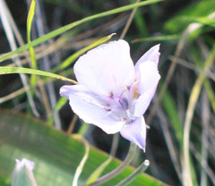 Calochortus umbellatus