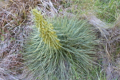Aciphylla squarrosa squarrosa