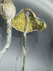 Leucoagaricus coerulescens