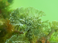 Schizobranchia insignis