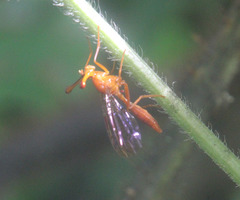 Pelmatops ichneumoneus