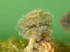Schizobranchia insignis
