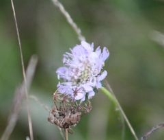Scabiosa columbaria