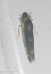 Eupteryx flavoscuta