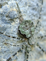 Neotama mexicana