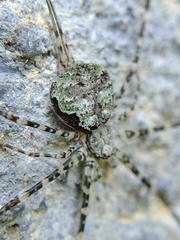 Neotama mexicana