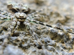 Neotama mexicana