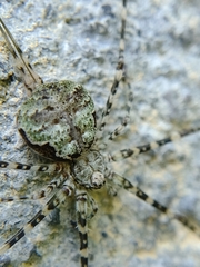 Neotama mexicana