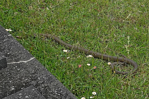 Eastern Brown Snake sighting