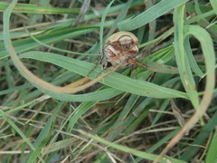 Phyllophaga lanceolata