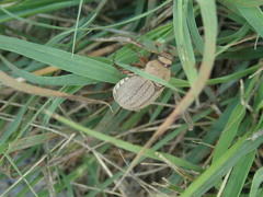 Phyllophaga lanceolata
