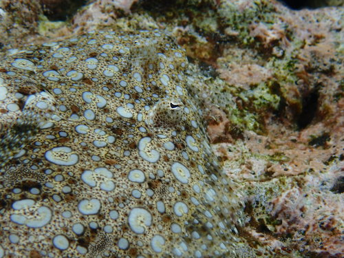 Flounder (Bothus mancus) — Bothidae — 2
