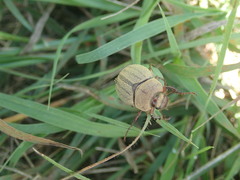Phyllophaga lanceolata
