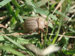 Phyllophaga lanceolata