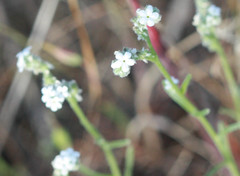 Cryptantha flaccida
