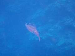 Sepioteuthis lessoniana
