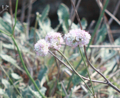 Eriogonum nudum nudum