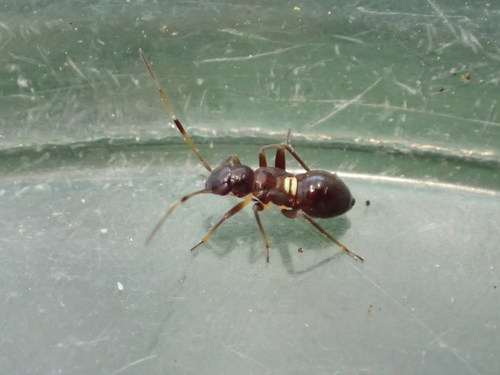 iNaturalist observation photo of Plant Bugs