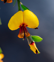 Bossiaea heterophylla