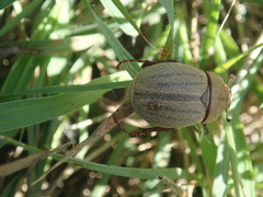 Phyllophaga lanceolata