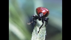 Attelabinae