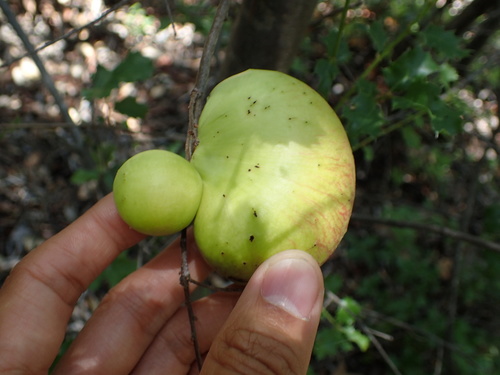 iNaturalist observation photo of California Gall Wasp