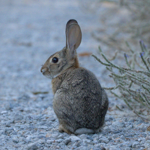 iNaturalist observation photo of Desert Cottontail