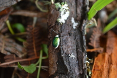 Asphaera albomarginata