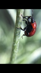 Attelabinae