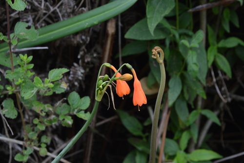 Stenomesson aurantiacum image