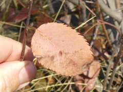 Amelanchier cusickii