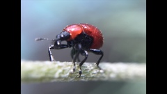 Attelabinae