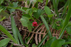 Viola arguta image