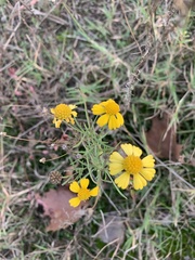 Helenium amarum amarum