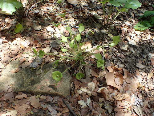 iNaturalist observation photo of miner's lettuce
