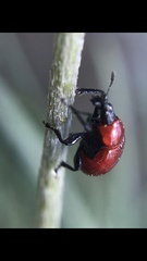 Attelabinae