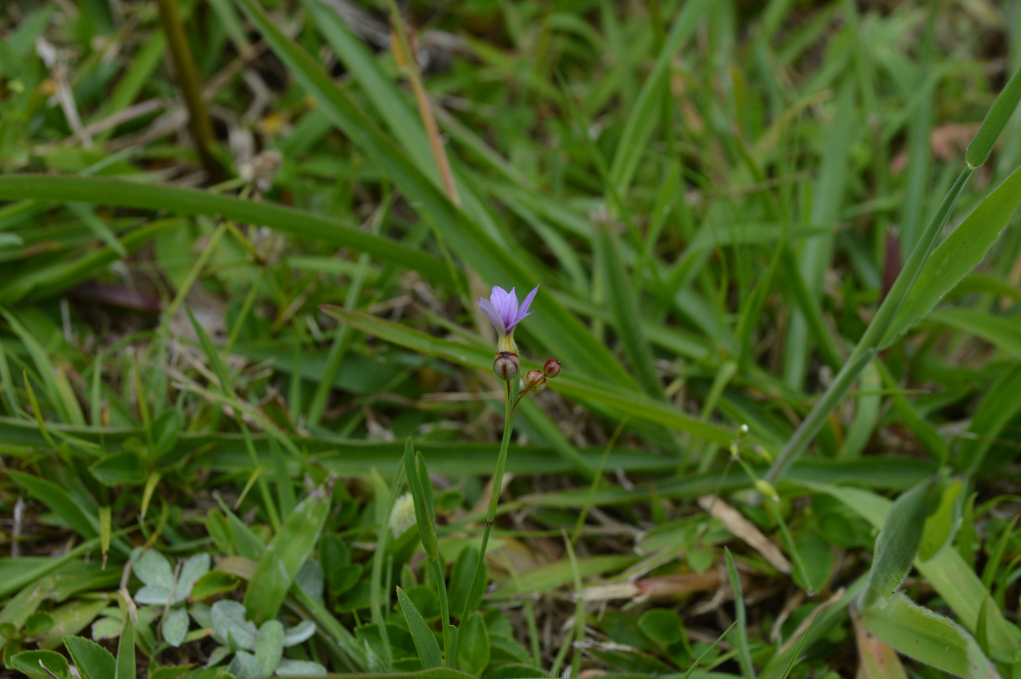 Sisyrinchium micranthum image