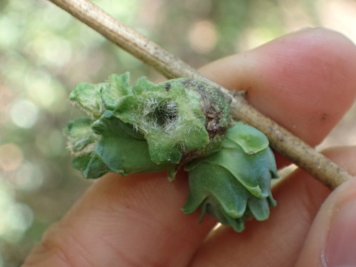 iNaturalist observation photo of Honeysuckle gall midge