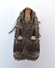 Abagrotis glenni