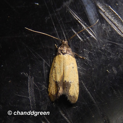 Tyrolimnas anthraconesa